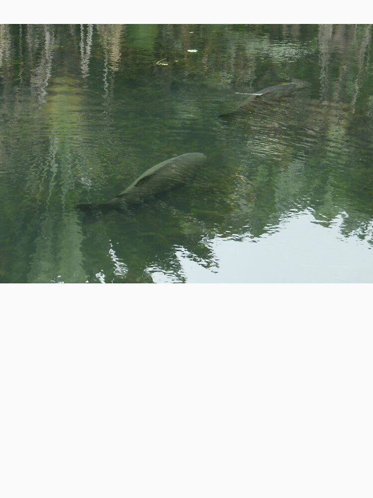 Amazonian Fish by Malcolm Snook