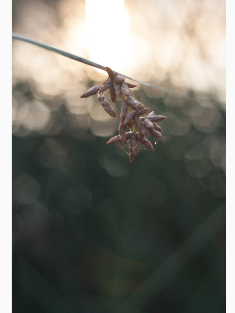fall flower, by vellocent