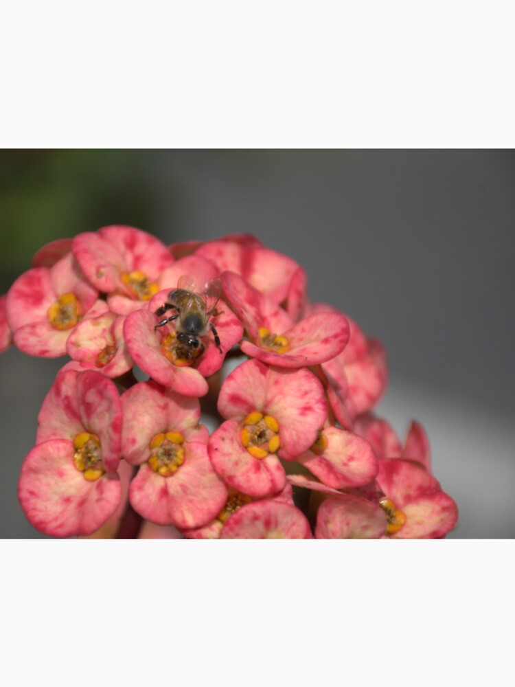 Euphorbia Milii and Honeybee by MercerImages