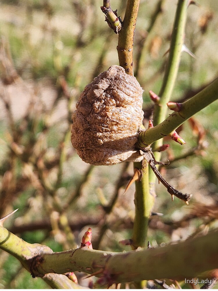 Mantis Pod by IndyLady