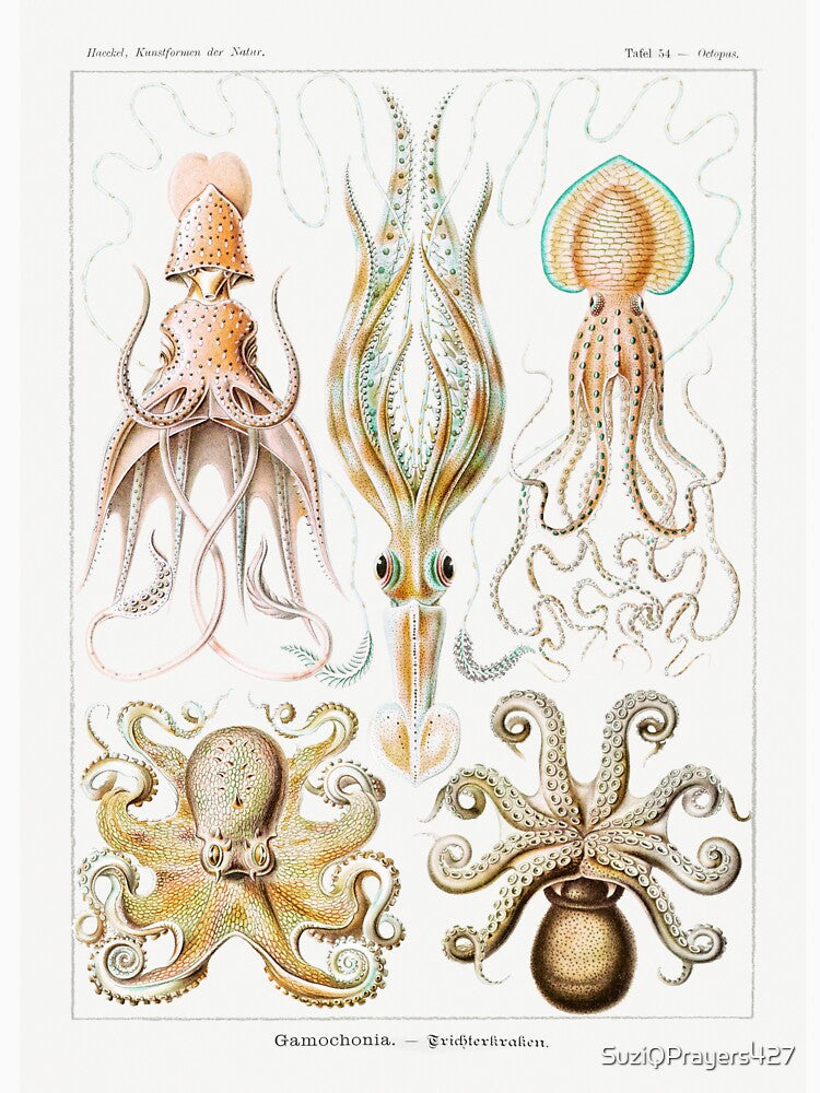 Octopi Squid Vintage Sketches by SuziQPrayers427