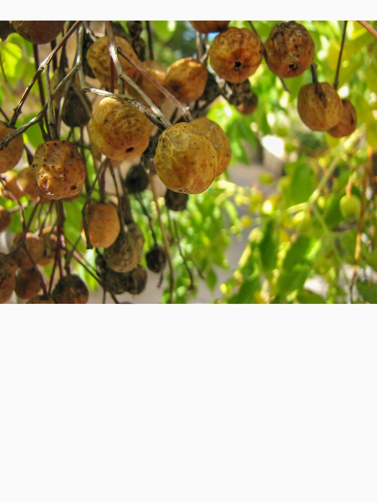 Closeup Of Yellow Dried Fruit Clusters Hanging From Tree Branches In Sunlit Garden by Nmallia