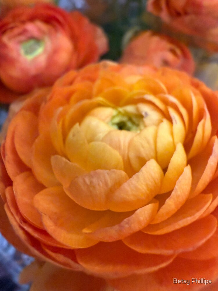 Petal Gradient by Betsy Phillips