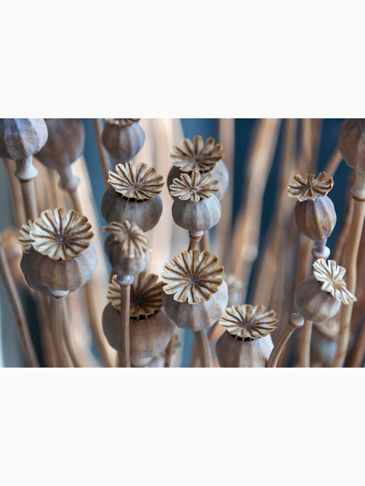 Seed pod image by RoyalArts53