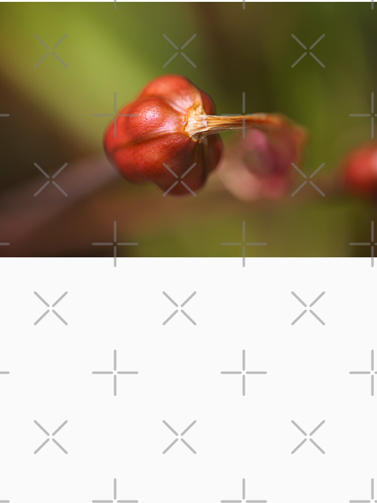 Red Lily Flower Seed Pod by Joy Watson - Natural Light Photography