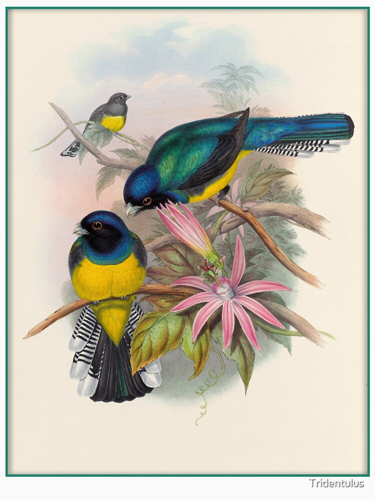 John Gould: Amazonian Trogon (Trogon ramonianus) by Tridentulus