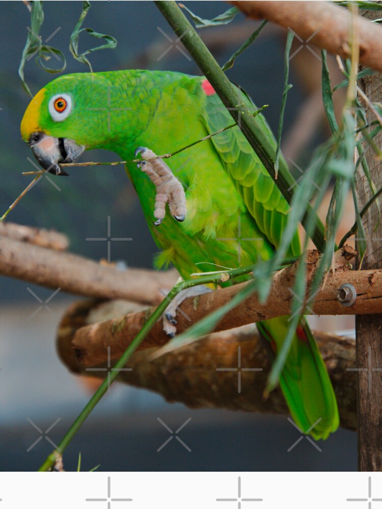 PARROT ~ Yellow Crowned Amazon DJIVPVWJWZG by David Irwin by tasmanianartist