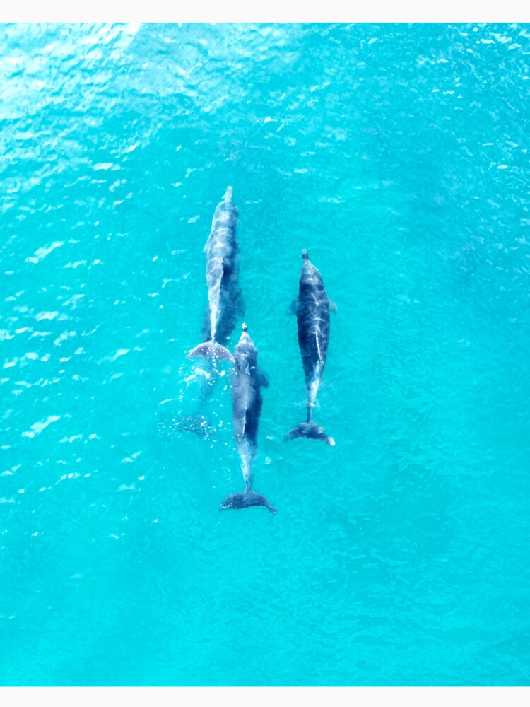 Dolphin Pod by madebyheidi