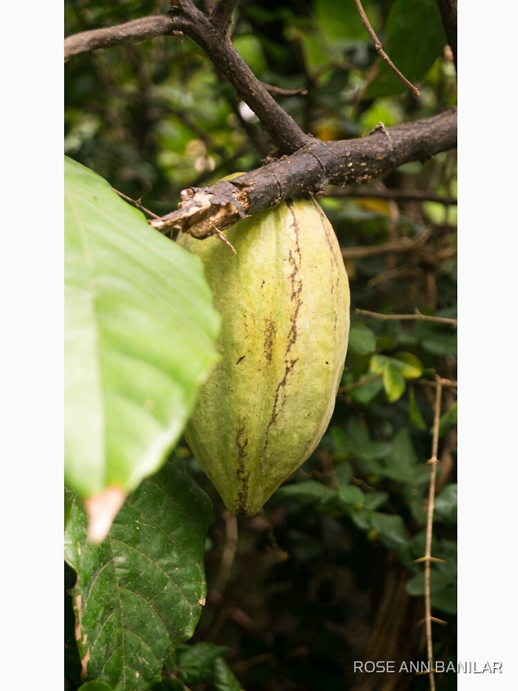 cacao pod by ROSE ANN BANILAR