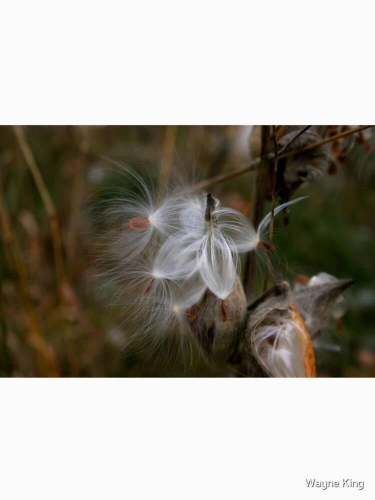 Five Seeds for the Wind by Wayne King