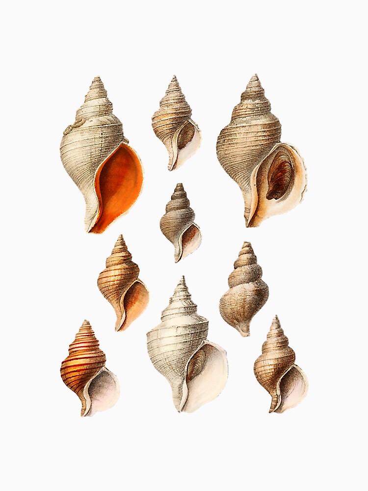 Vintage Seashell Seashell Lover by annhienn488