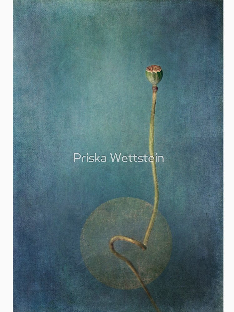 All lines and curves by Priska Wettstein