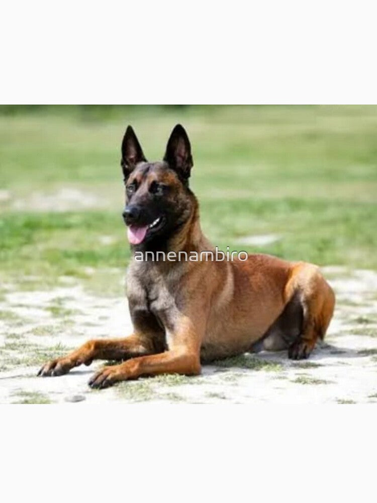 Alert Dog by annenambiro