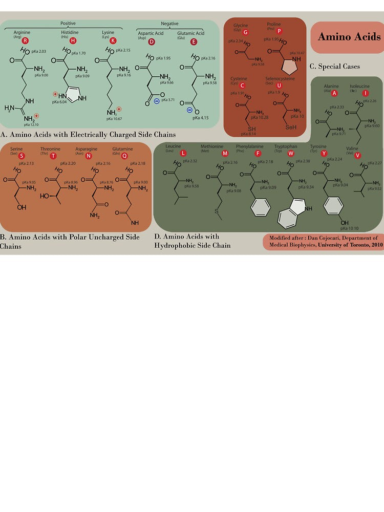 Amino Acids by PasParfaite