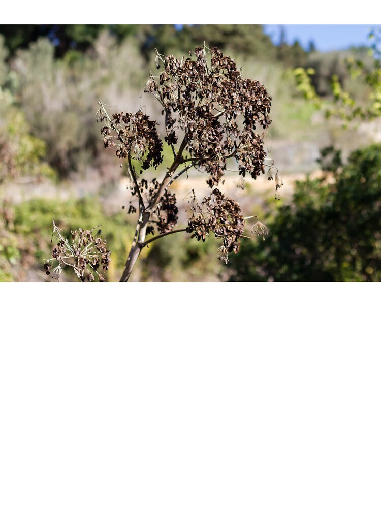 Dried Seed Pods On Tall Stalks In Sunny Wild Garden Landscape With Autumn Brown Foliage by Nmallia