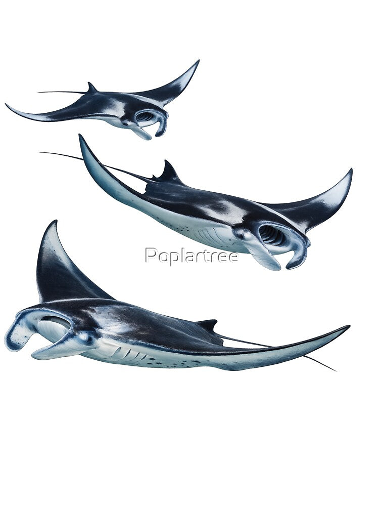 Manta Ray by Poplartree