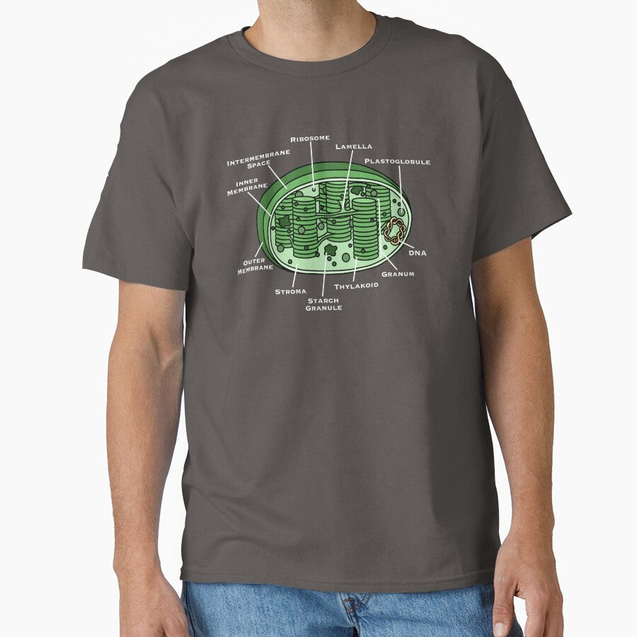 Chloroplast Diagram by BundaBear