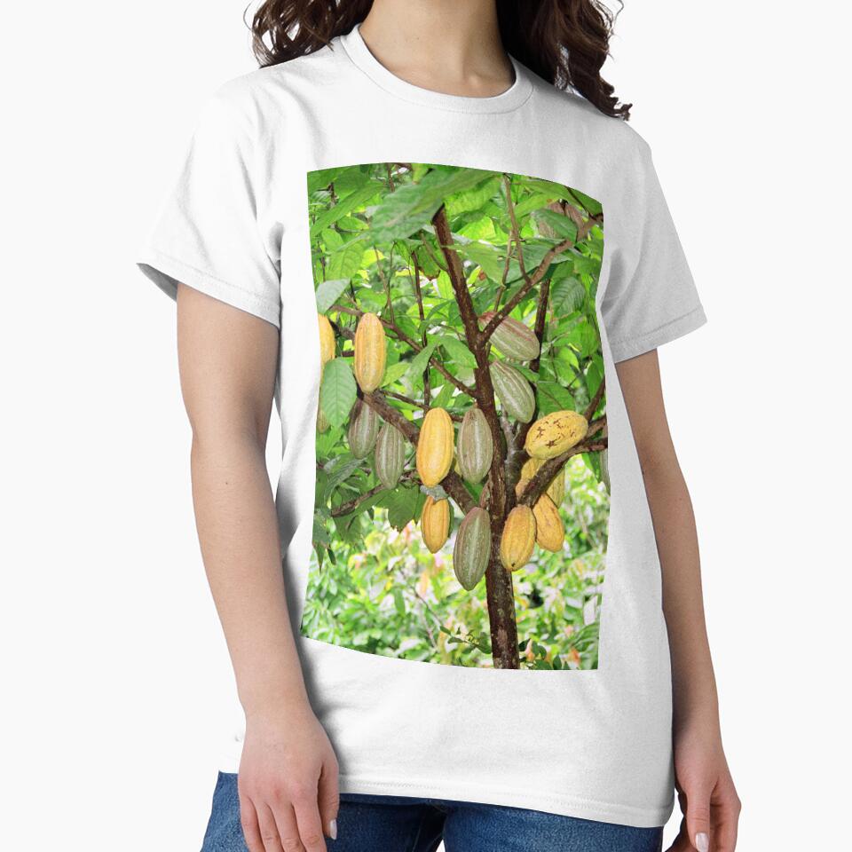 Cocoa tree with pods by photoslot